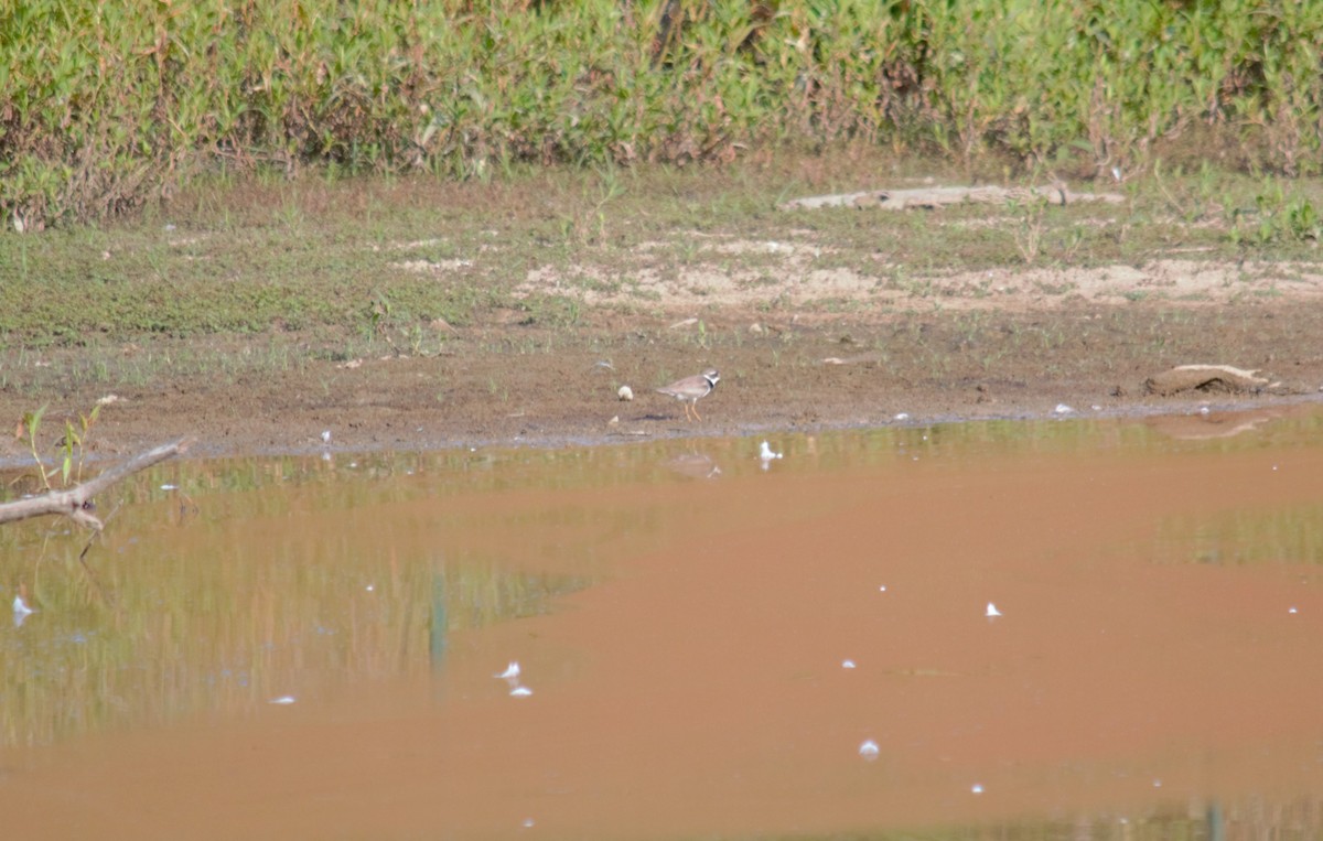 Semipalmated Plover - ML171895741