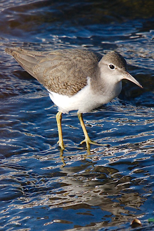 Spotted Sandpiper - George Ross