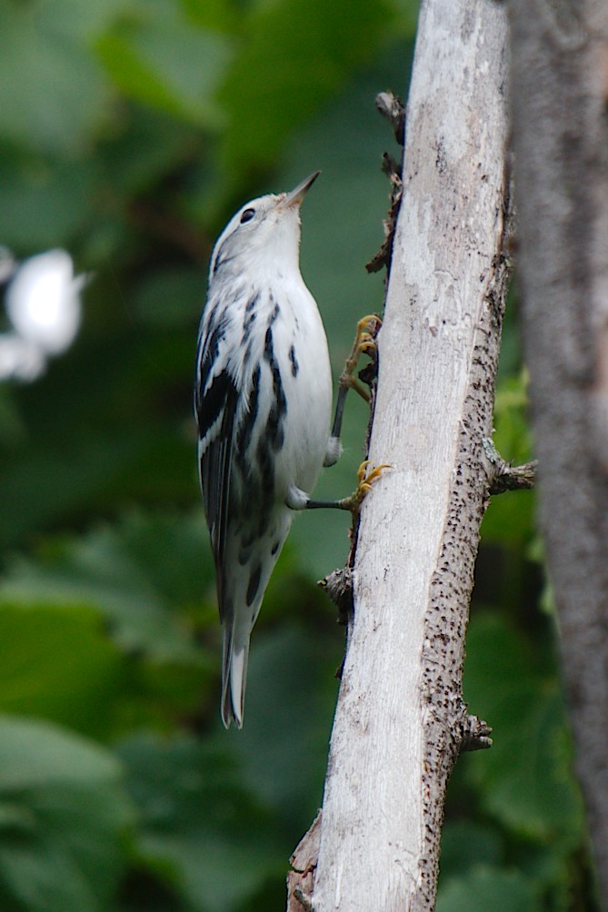 Black-and-white Warbler - ML171898551