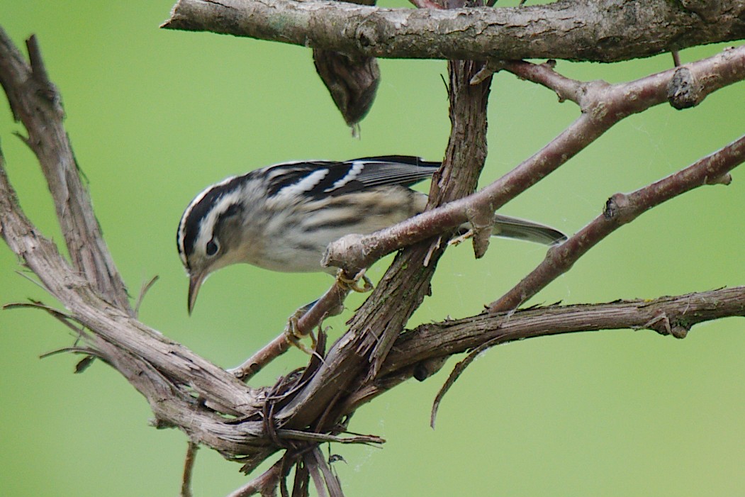 Black-and-white Warbler - ML171898581