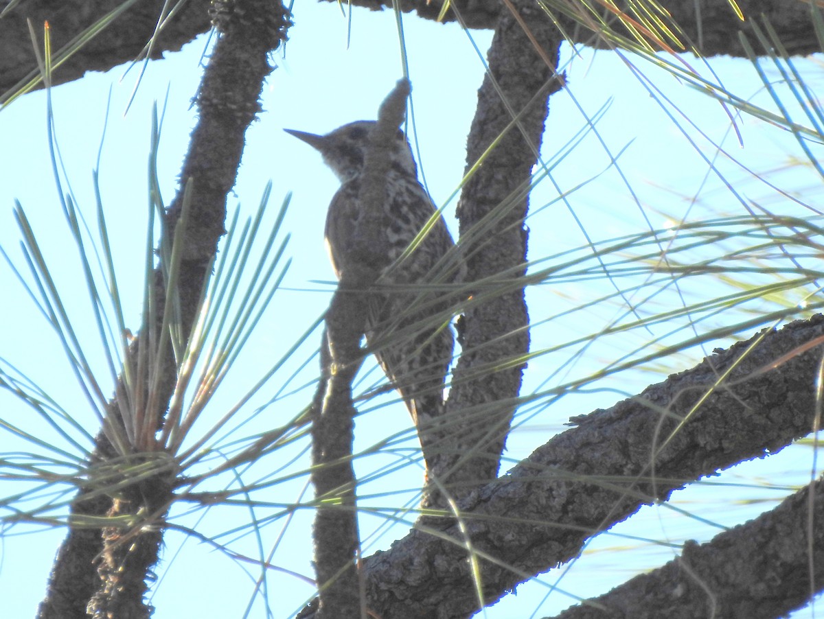 Arizona Woodpecker - ML171898591