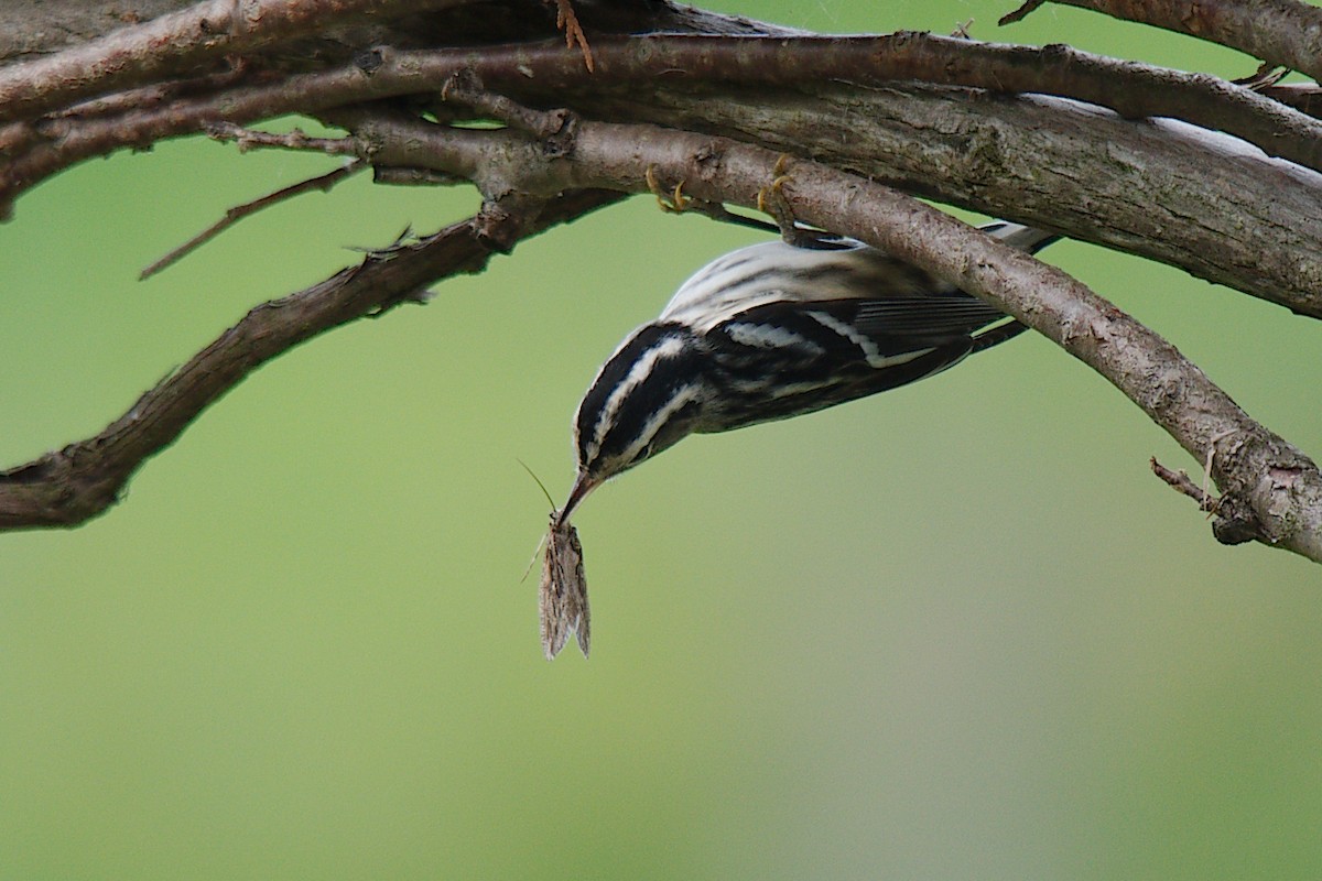 Black-and-white Warbler - ML171898611