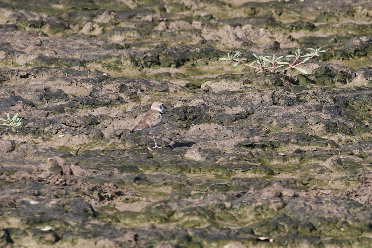 Collared Plover - ML171899801