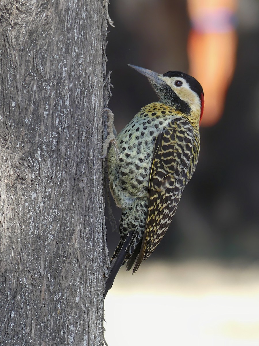 Green-barred Woodpecker - ML171900721