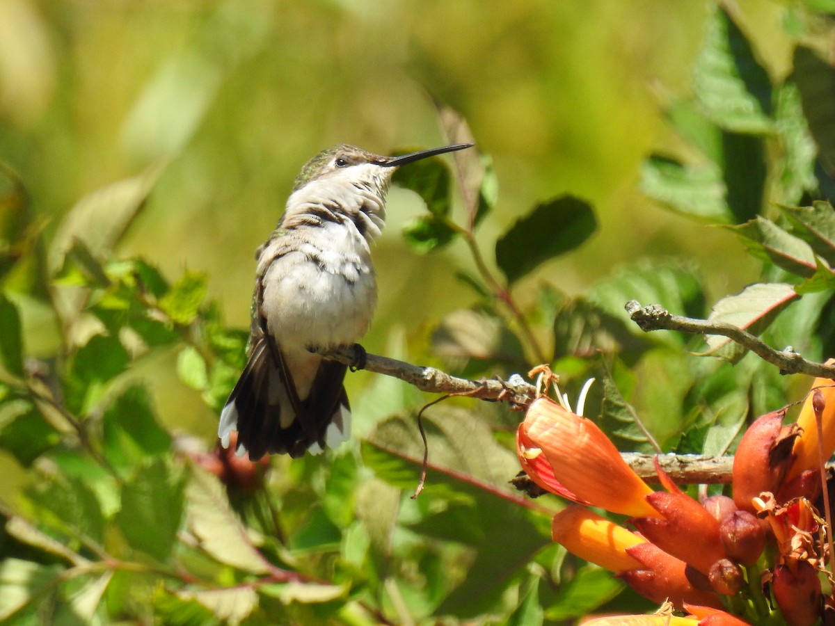 Ruby-throated Hummingbird - James Holsinger
