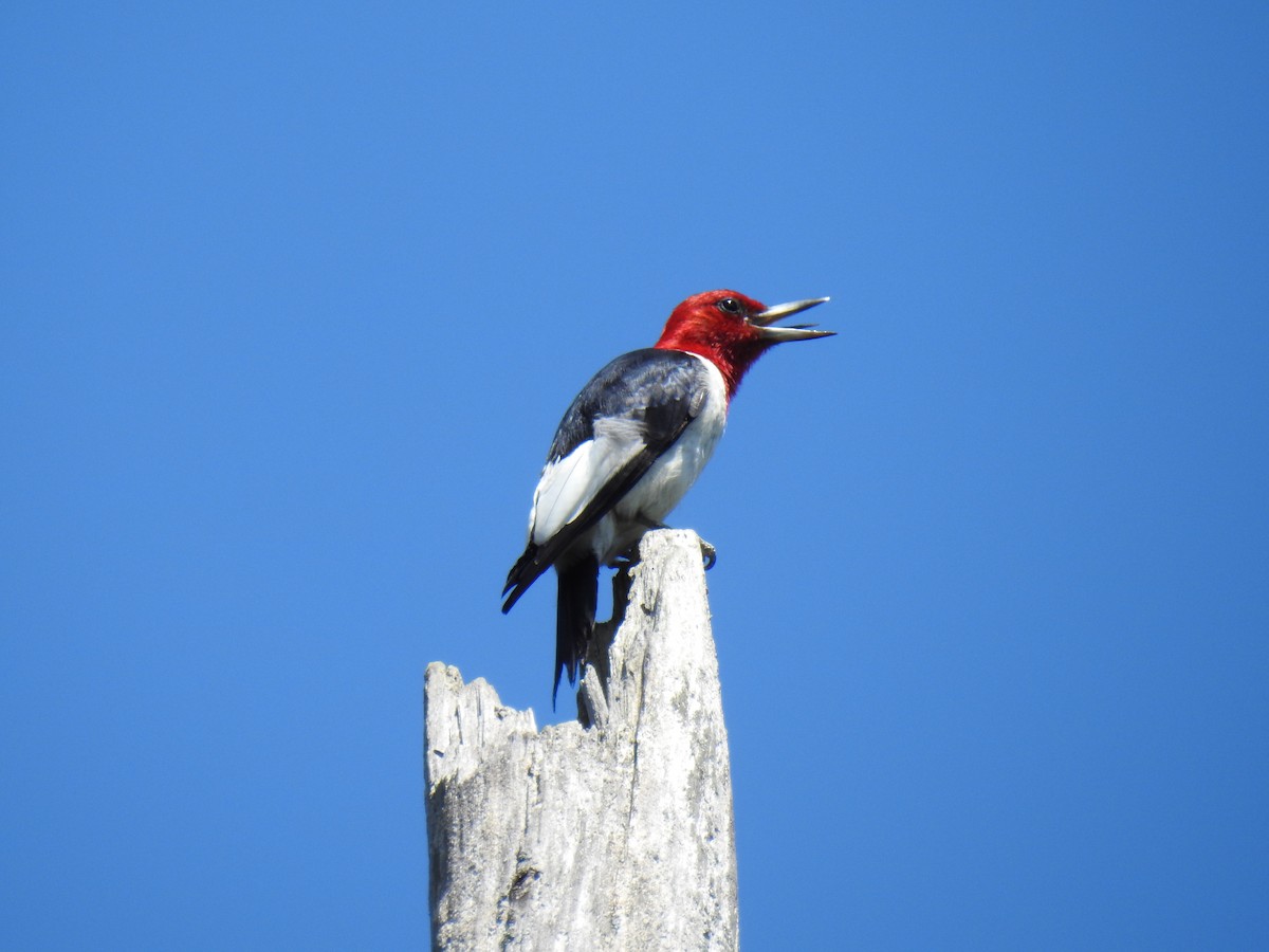 Red-headed Woodpecker - ML171901971