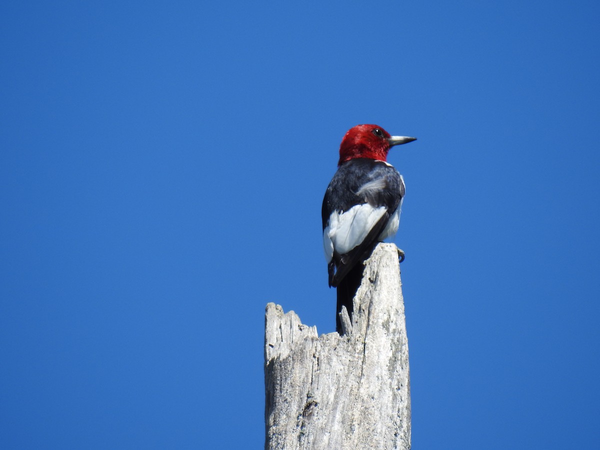 Red-headed Woodpecker - ML171901981