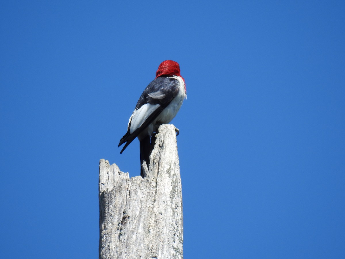 Red-headed Woodpecker - ML171902081