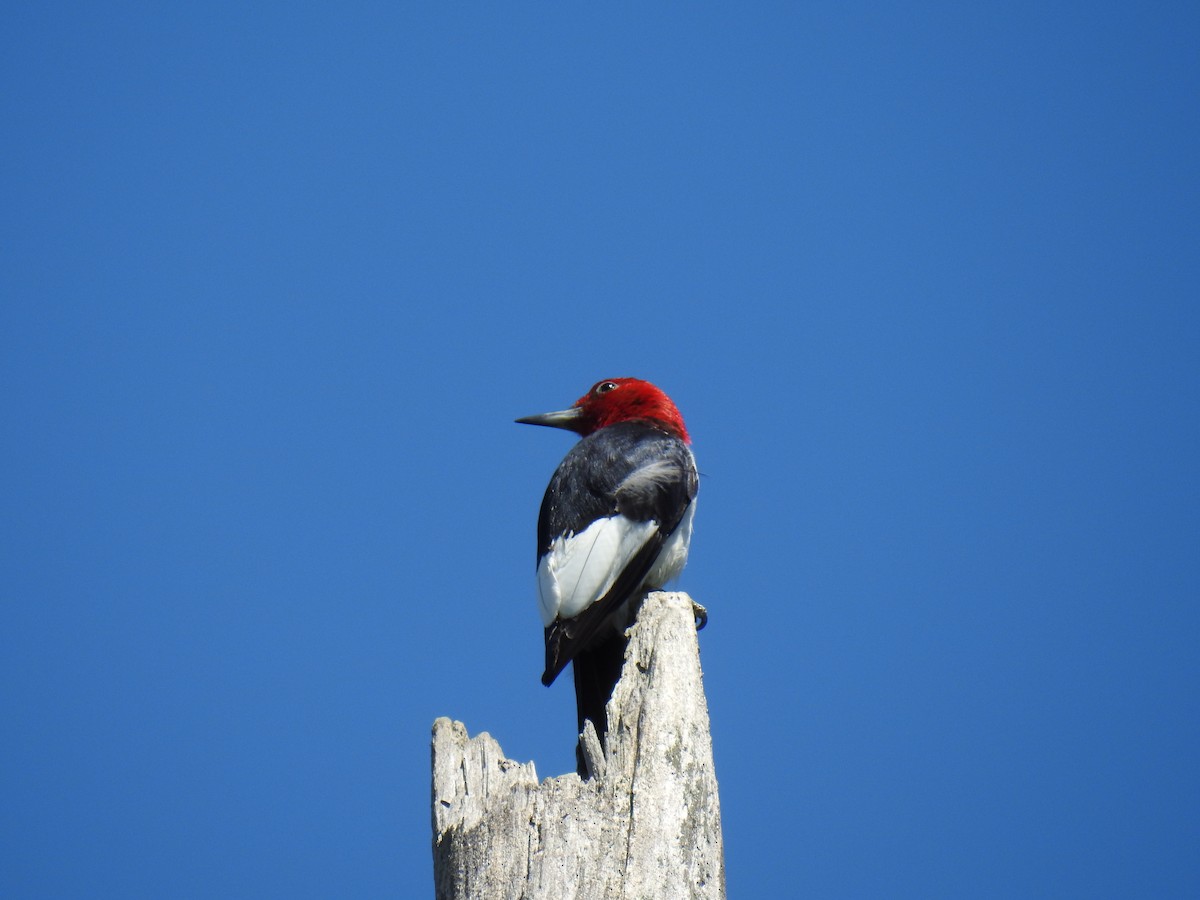 Red-headed Woodpecker - ML171902091