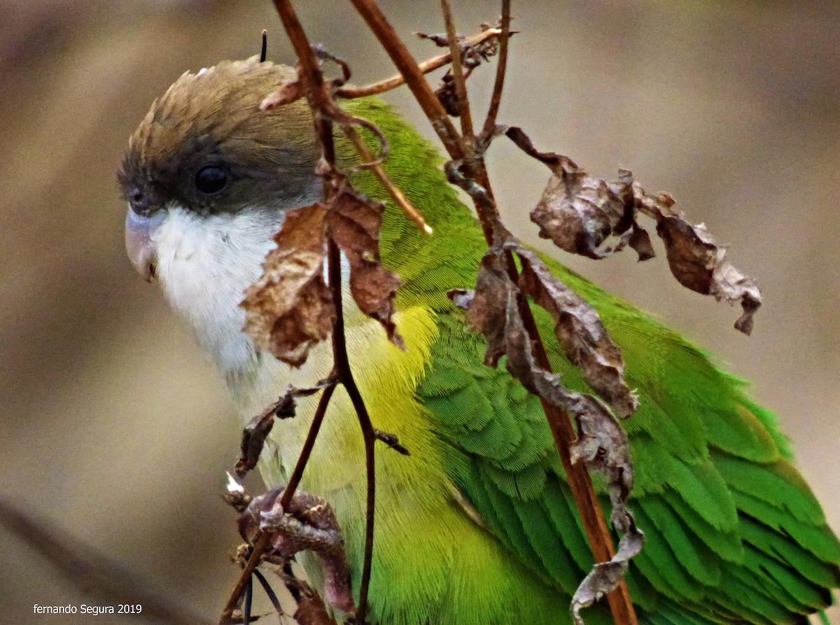 Gray-hooded Parakeet - fernando segura