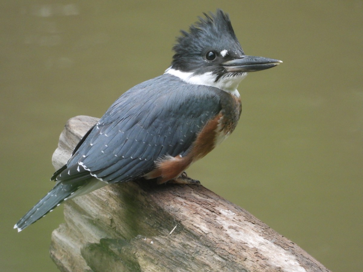 Belted Kingfisher - Sylvain Proulx