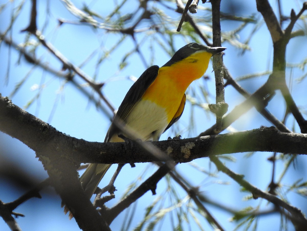 Yellow-breasted Chat - ML171909561