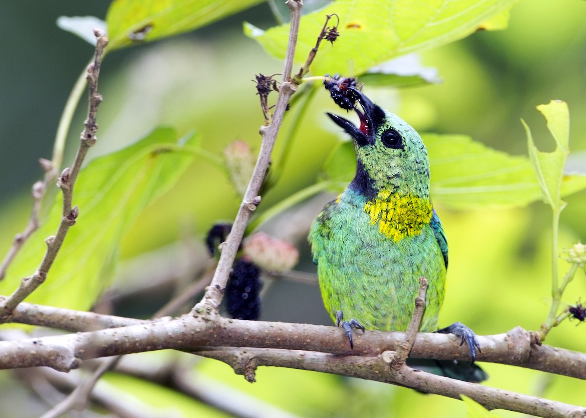 Green-headed Tanager - ML171909711
