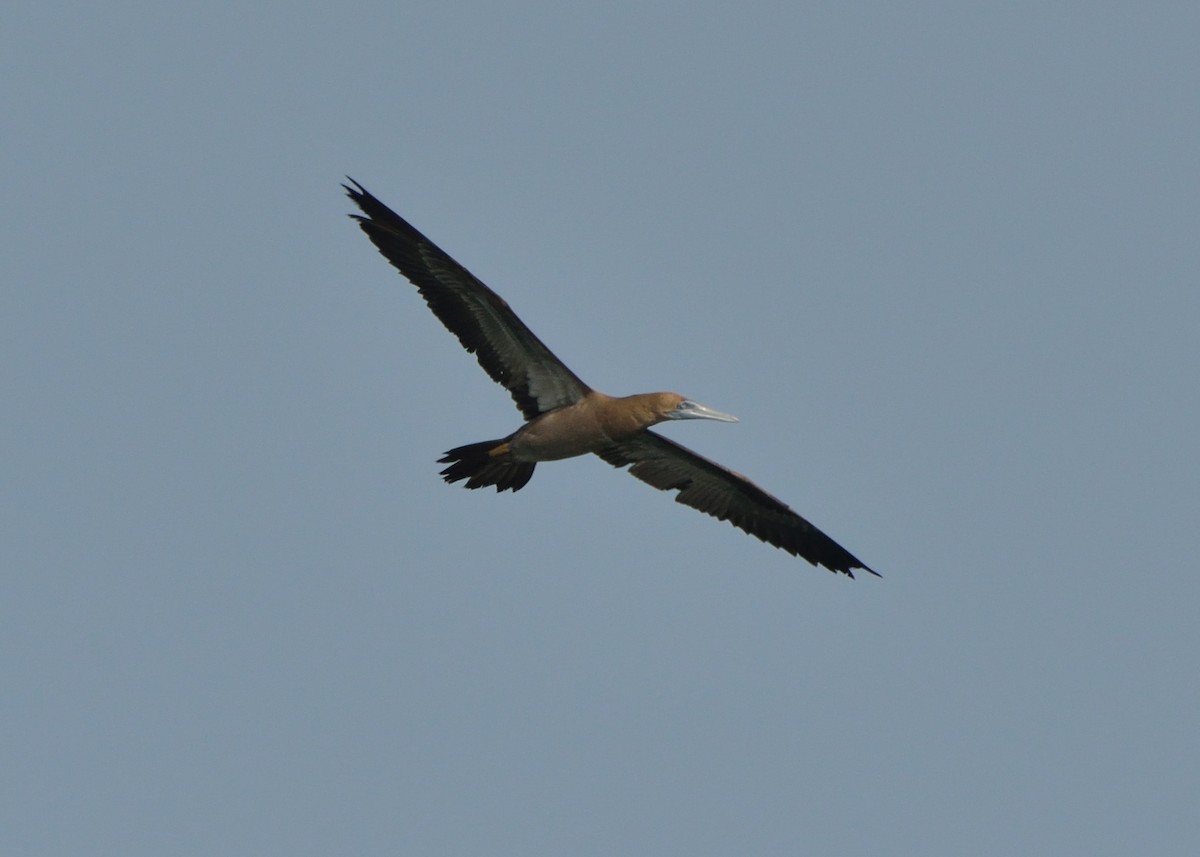 Brown Booby - ML171910531