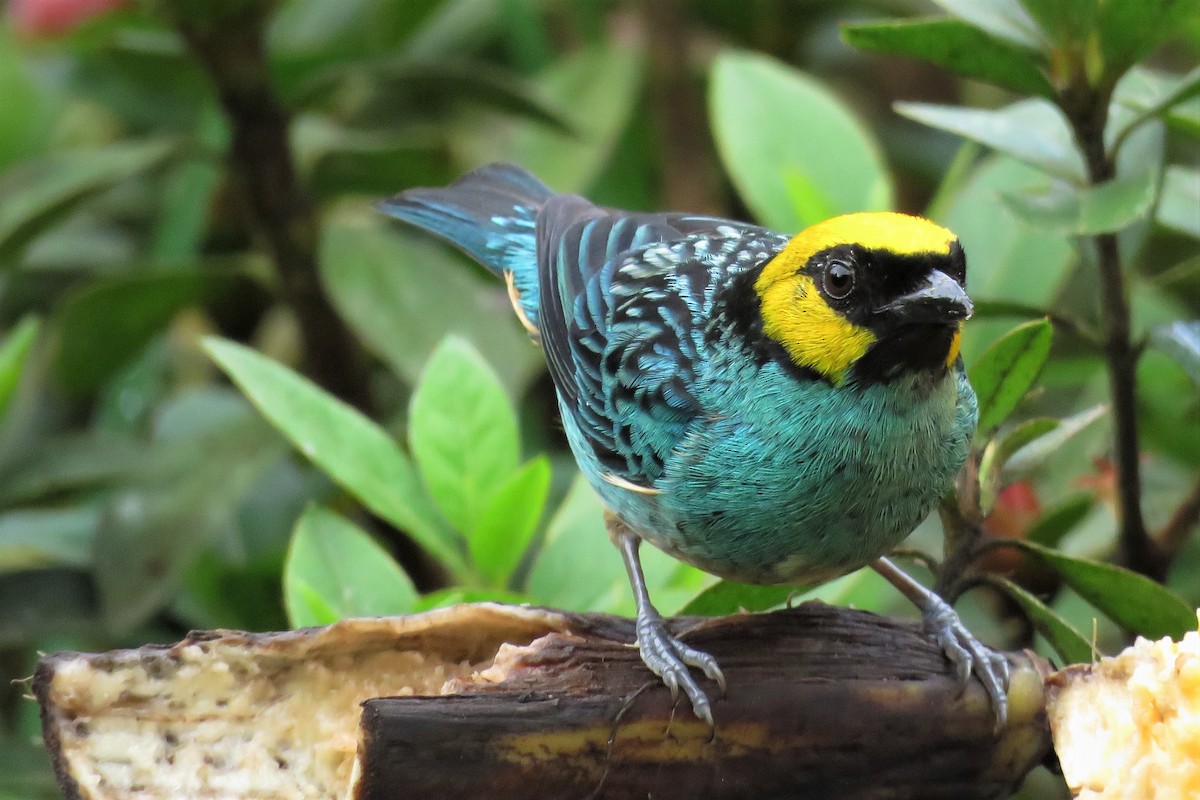 Saffron-crowned Tanager - ML171911201