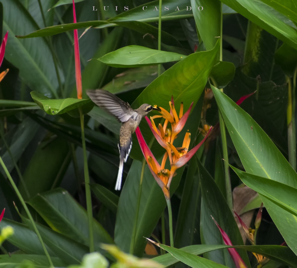 Mexikoschattenkolibri - ML171911991