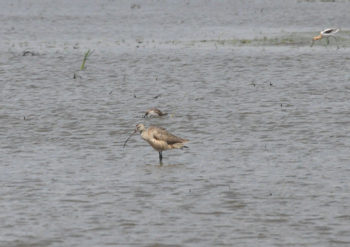 Long-billed Curlew - ML171912361