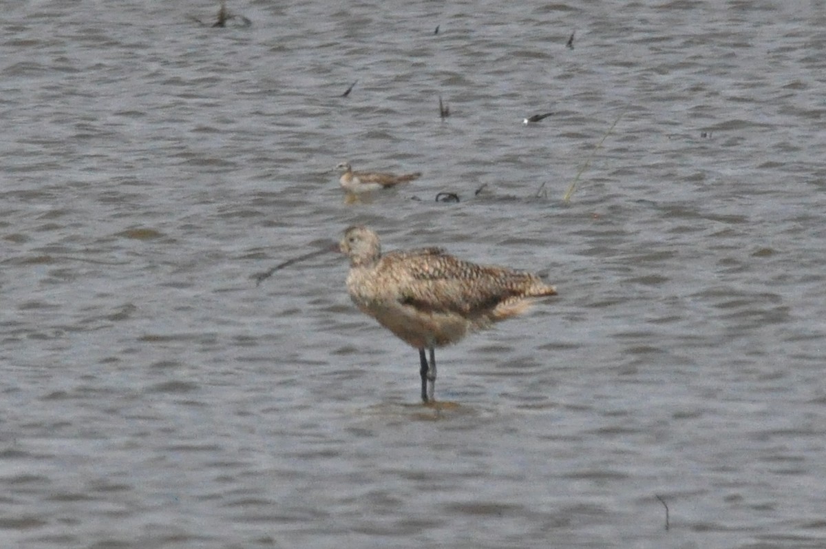Long-billed Curlew - ML171912521