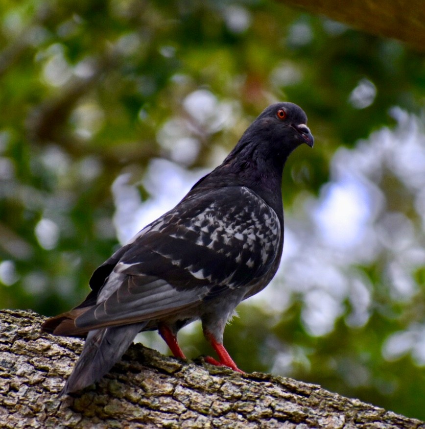 Rock Pigeon (Feral Pigeon) - ML171912541