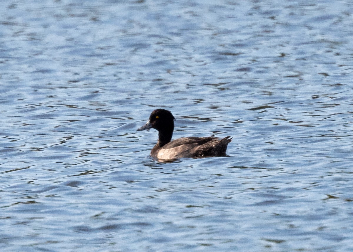 Tufted Duck - ML171918731