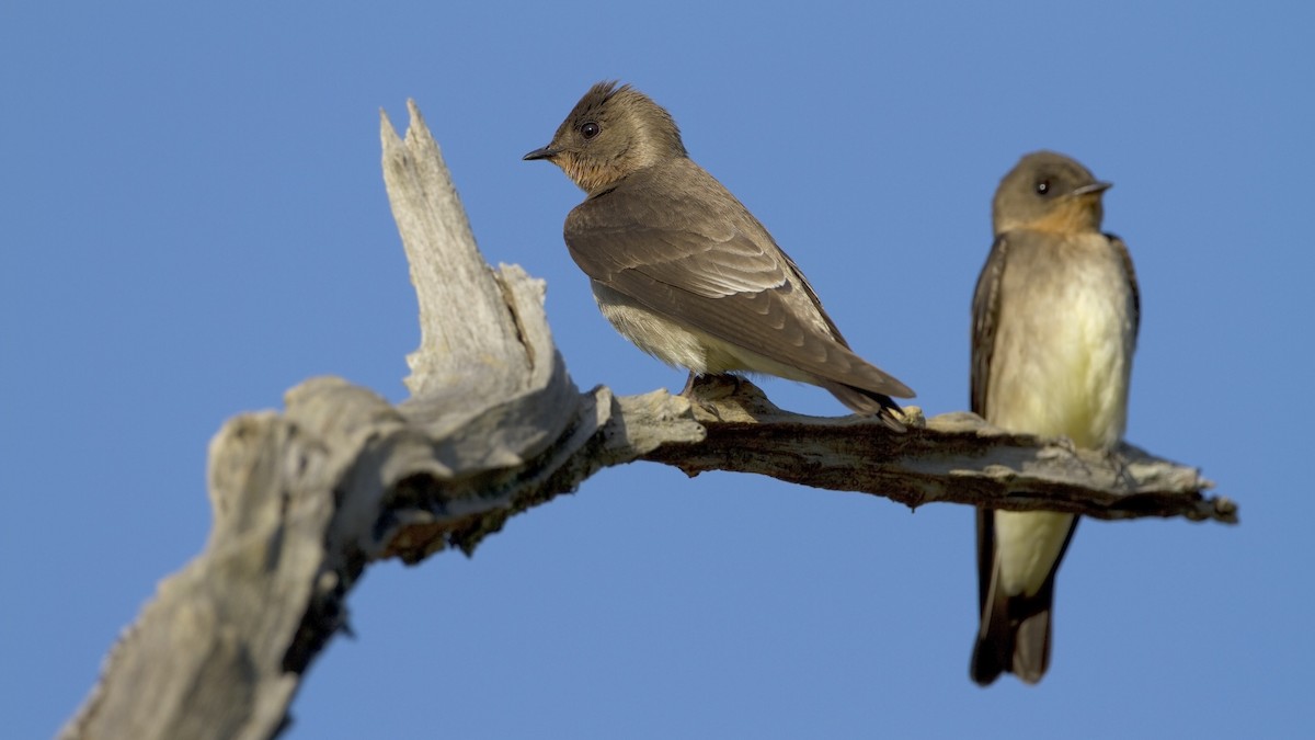 Southern Rough-winged Swallow - Arnaud Lacroix