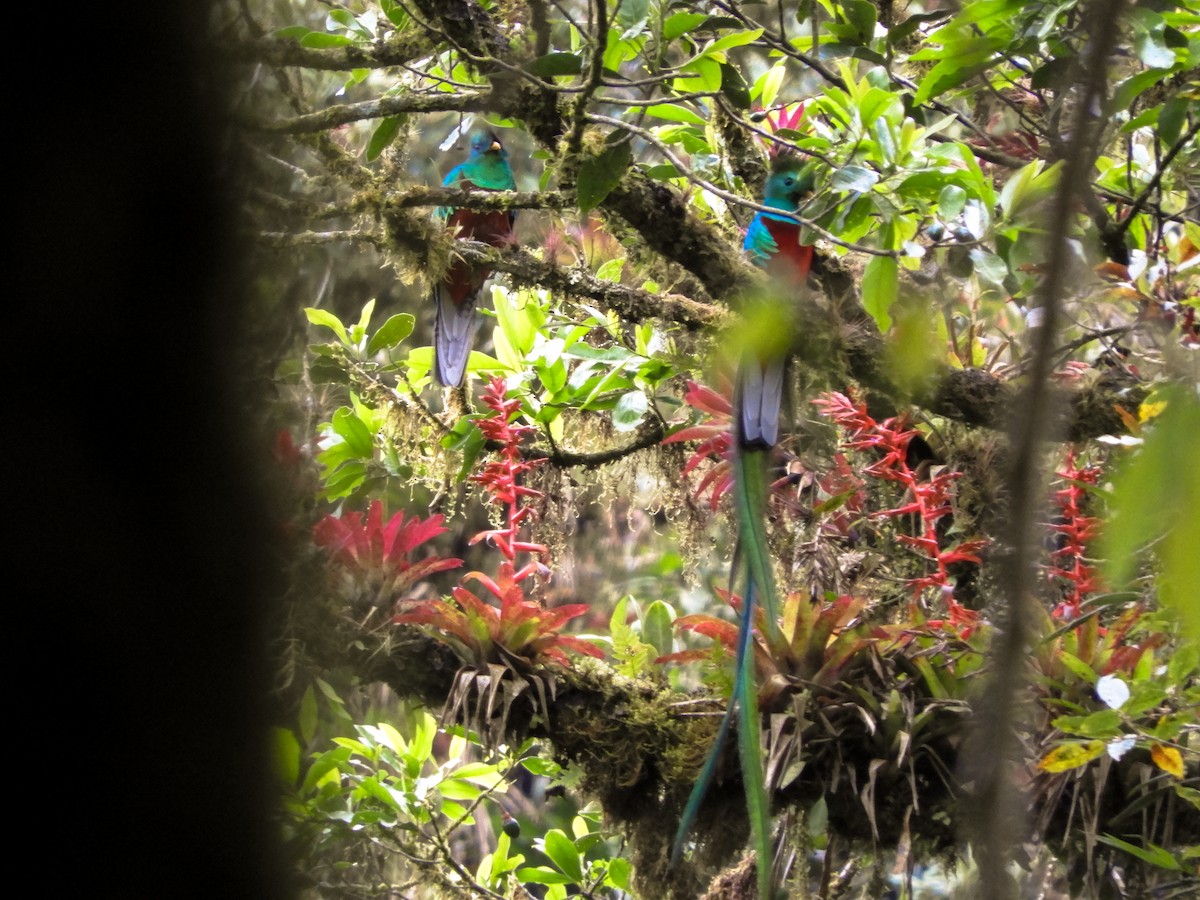 Quetzal Guatemalteco - ML171921331