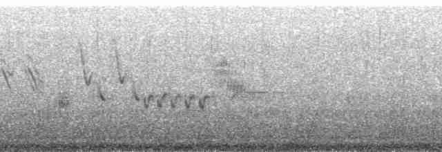 Ornate Tinamou - ML171923