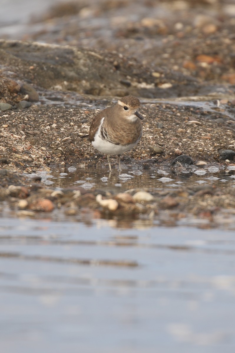 Rufous-chested Dotterel - ML171925261