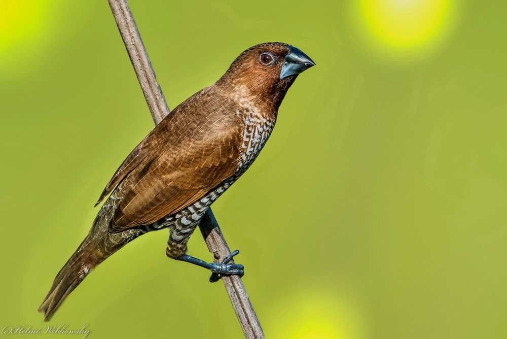 Scaly-breasted Munia - Helmut Wehowsky