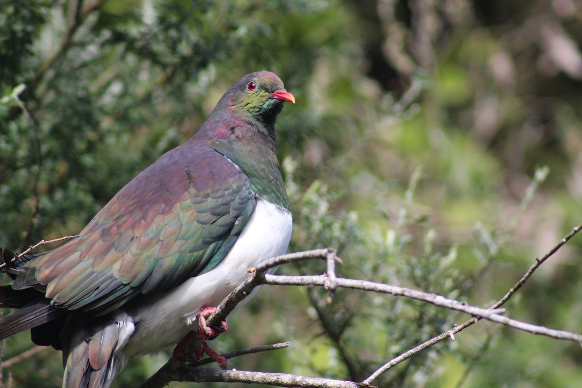 New Zealand Pigeon - ML171927681
