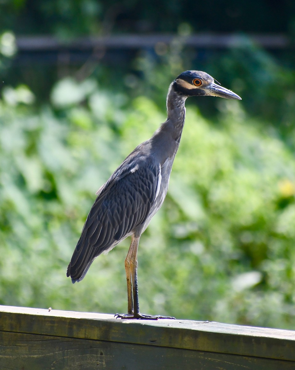 Yellow-crowned Night Heron - P Chappell