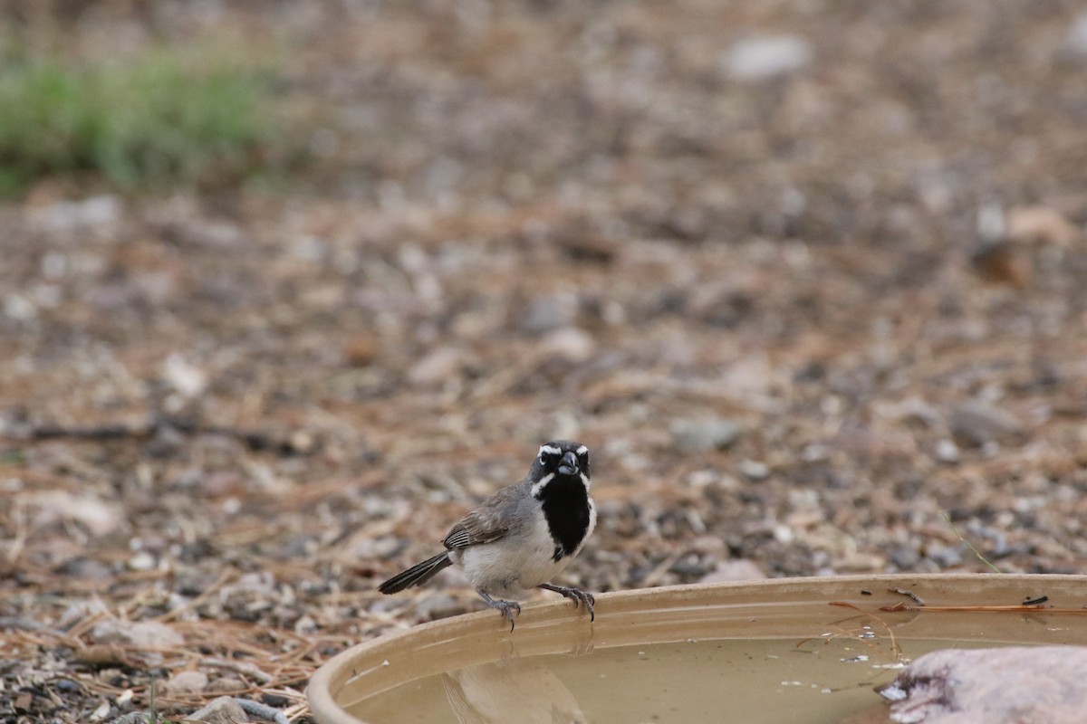 Black-throated Sparrow - ML171930211