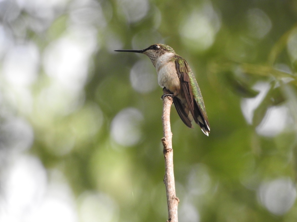 Ruby-throated Hummingbird - P Chappell