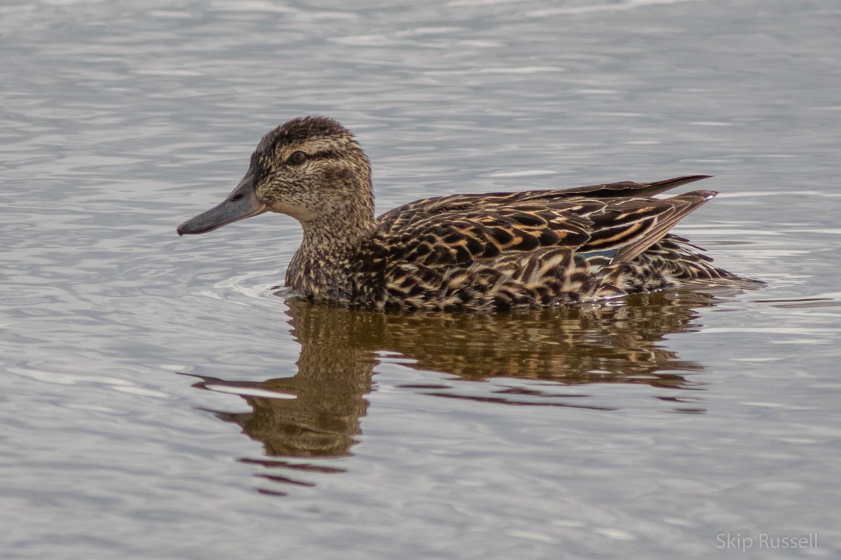 Green-winged Teal - Skip Russell