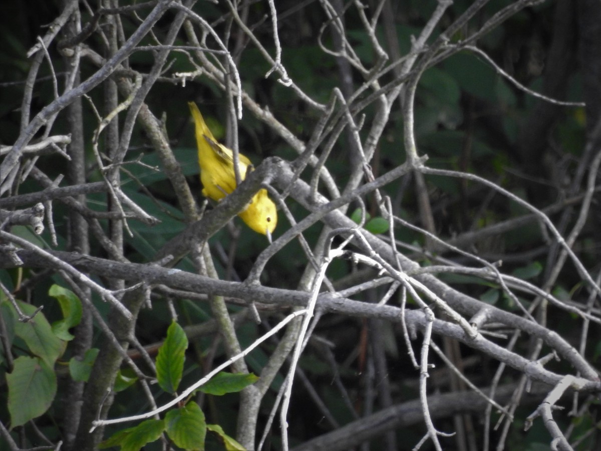Yellow Warbler - ML171935441