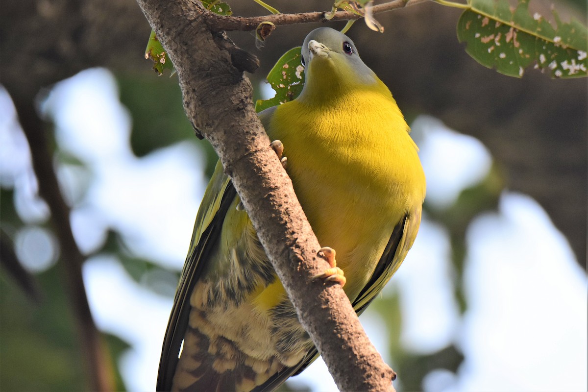 Yellow-footed Green-Pigeon - Venkatesh VT