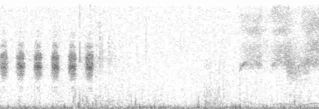 Gobemoucheron à queue noire - ML17194