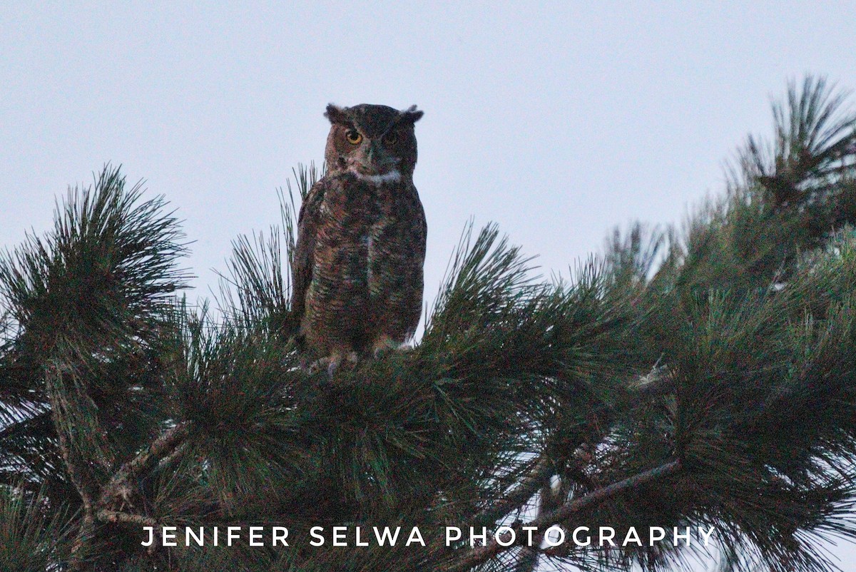 Great Horned Owl - Jen Selwa