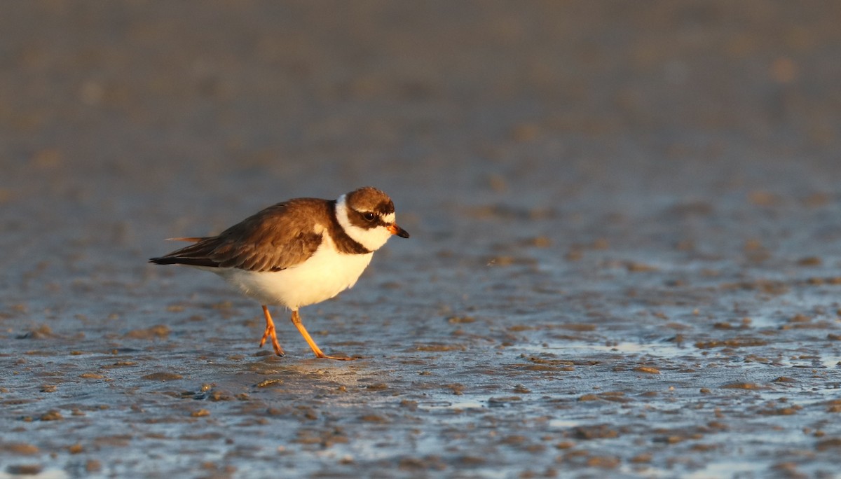 Semipalmated Plover - ML171943181