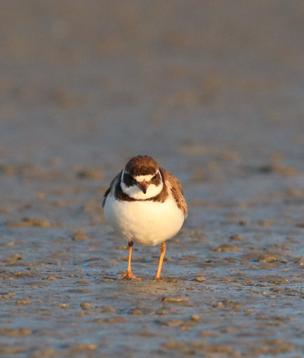 Semipalmated Plover - ML171943191