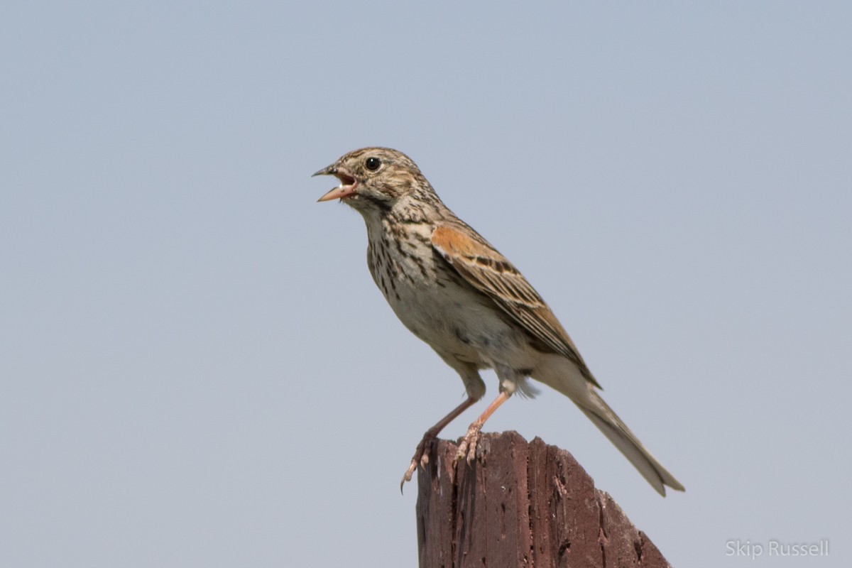 Vesper Sparrow - Skip Russell