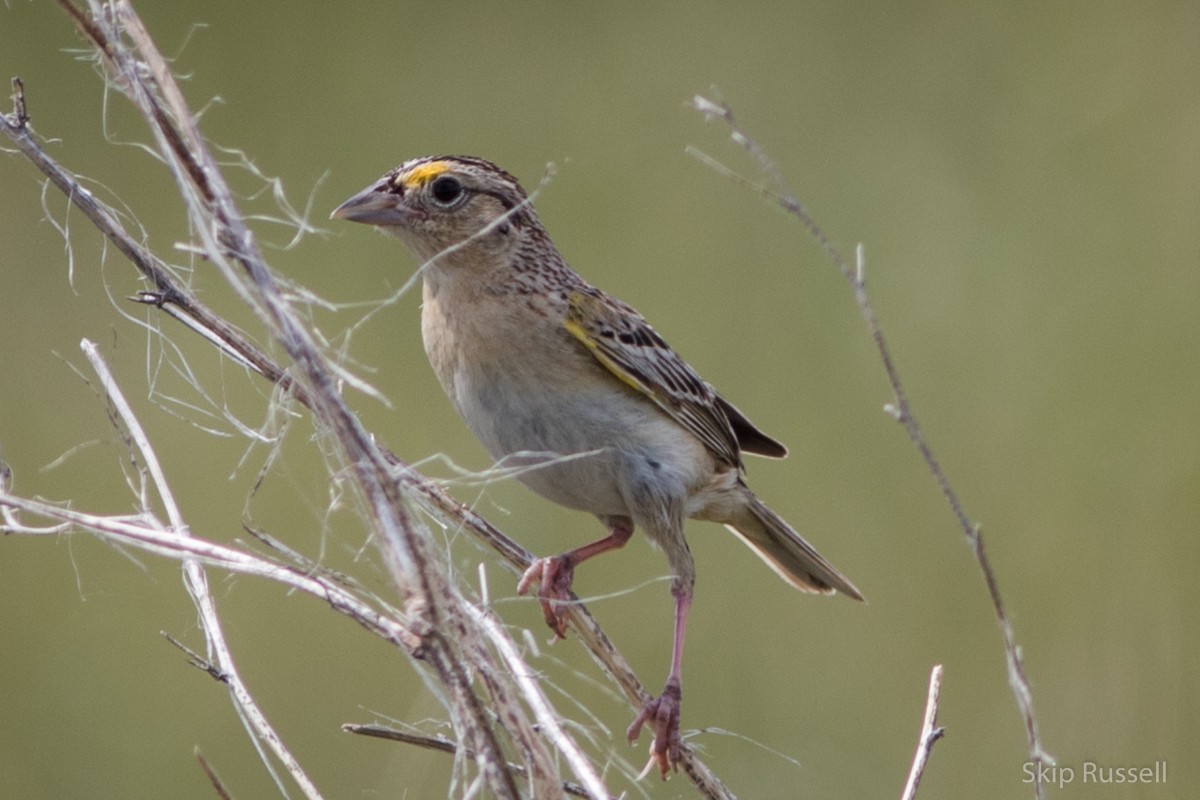 Grasshopper Sparrow - ML171946341