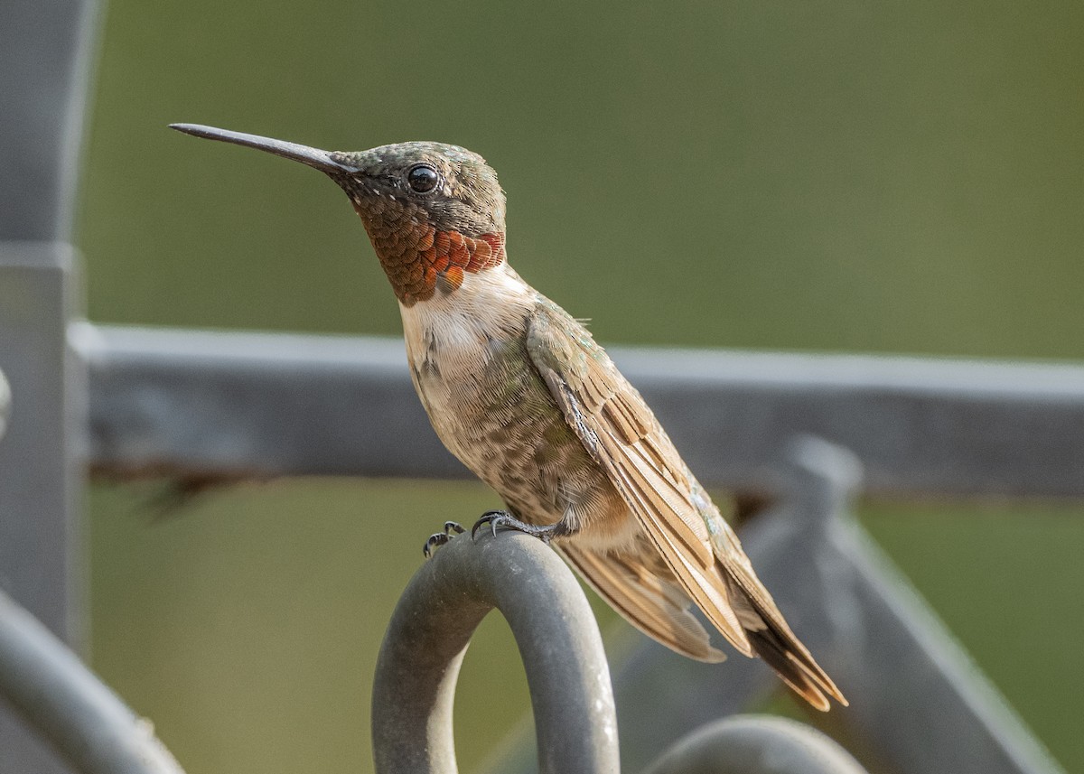 Ruby-throated Hummingbird - ML171954131
