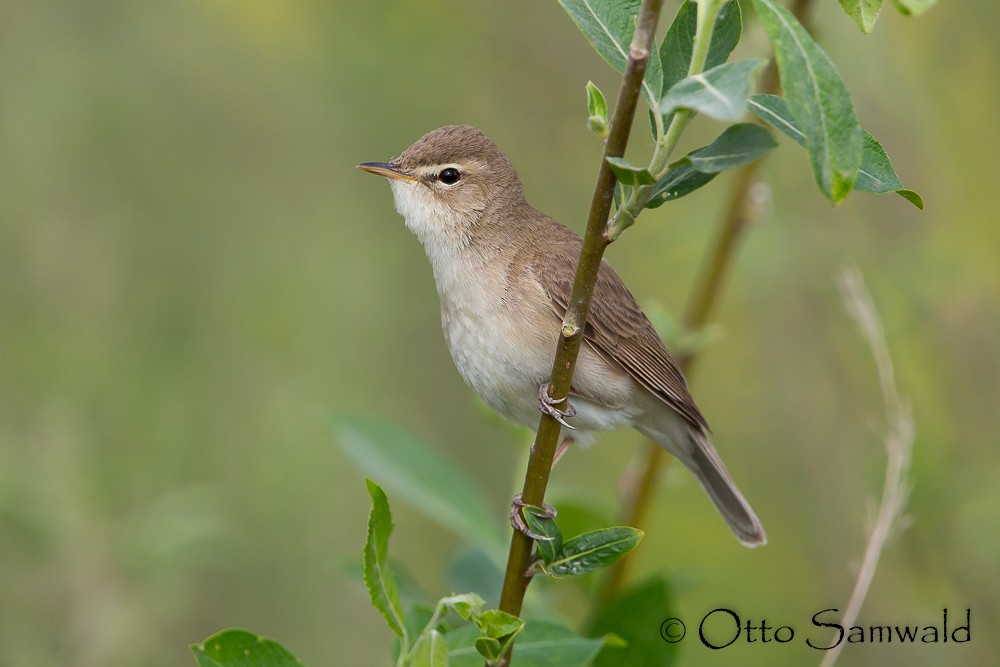 Booted Warbler - Otto Samwald