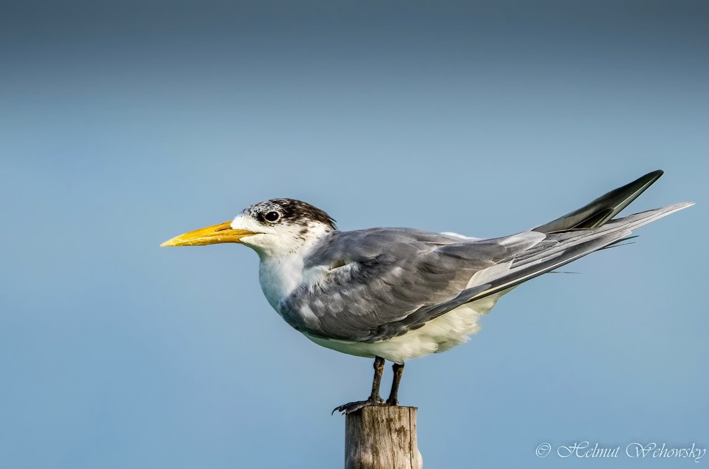 Great Crested Tern - Helmut Wehowsky