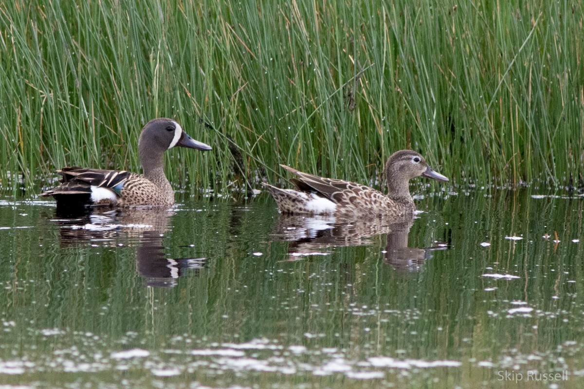 Blue-winged Teal - Skip Russell