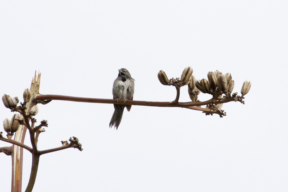 Five-striped Sparrow - ML171959141