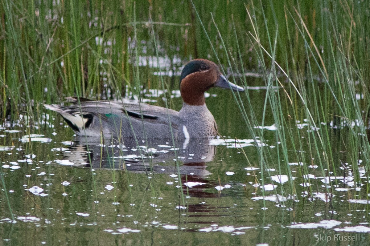 Green-winged Teal - Skip Russell