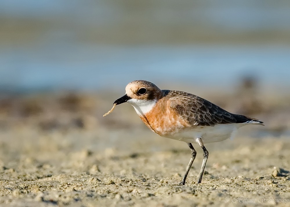 Greater Sand-Plover - Helmut Wehowsky