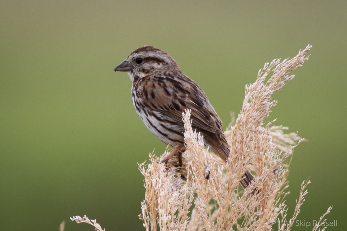 Song Sparrow - Skip Russell